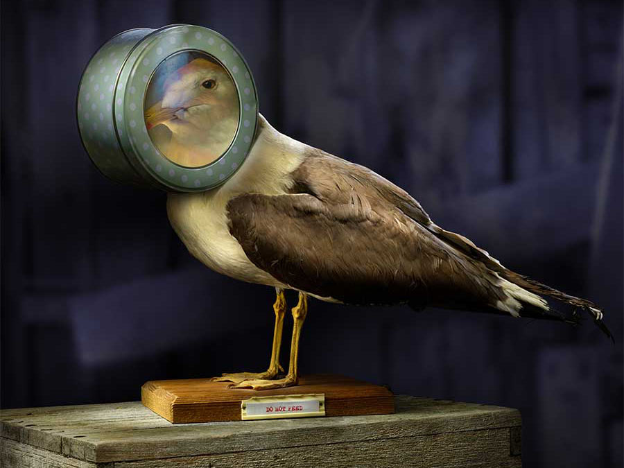 Do Not Feed