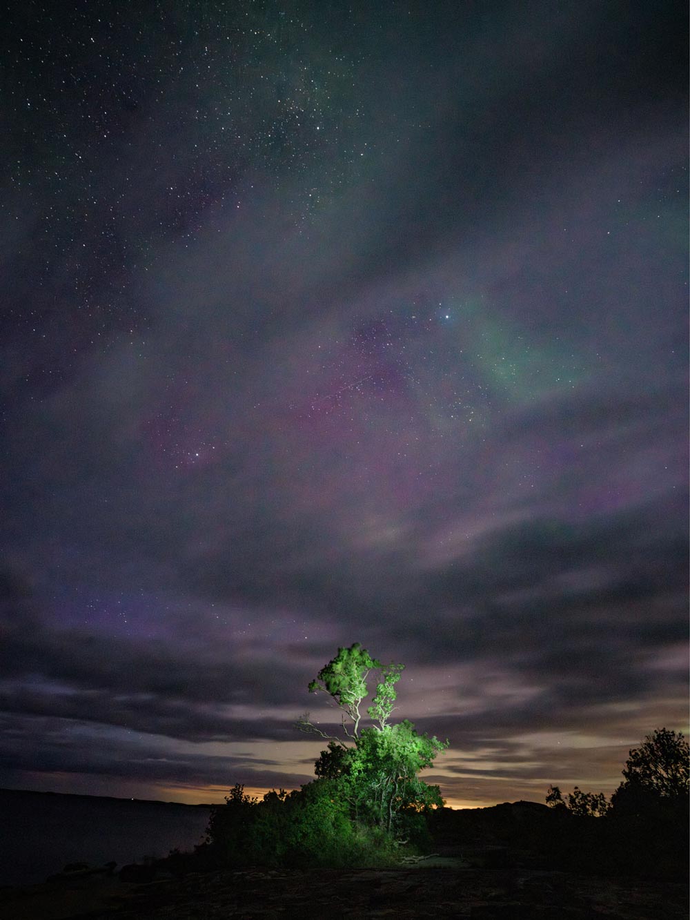 Bonsai i Norrsken
