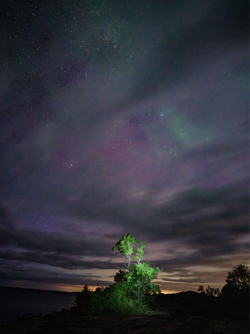 Bonsai i Norrsken