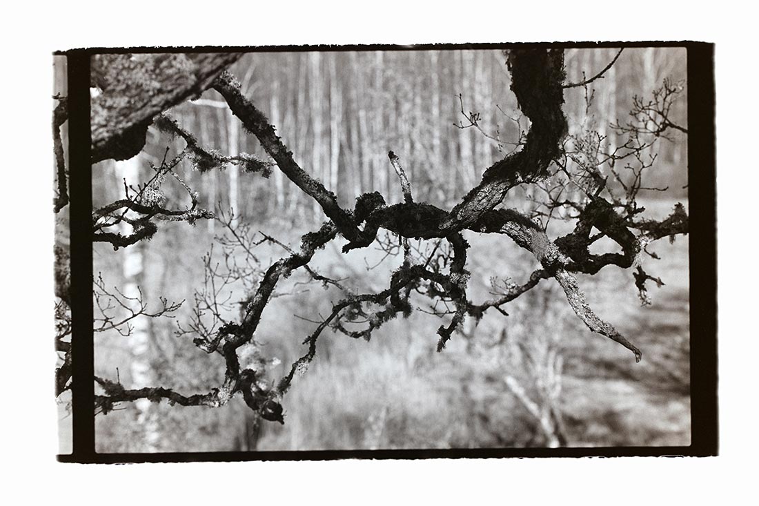 Knot
