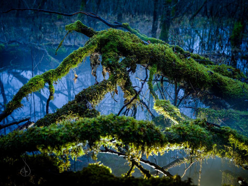 Naturens armar 1