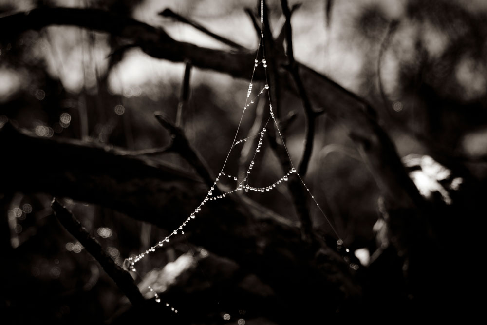 Pearls in moment